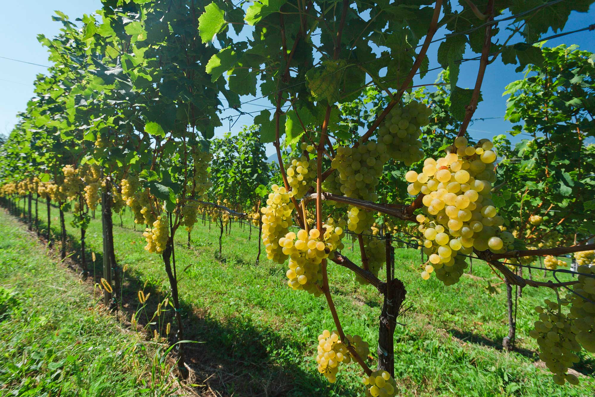 Vigneti tutt’intorno al Landhaus Weger